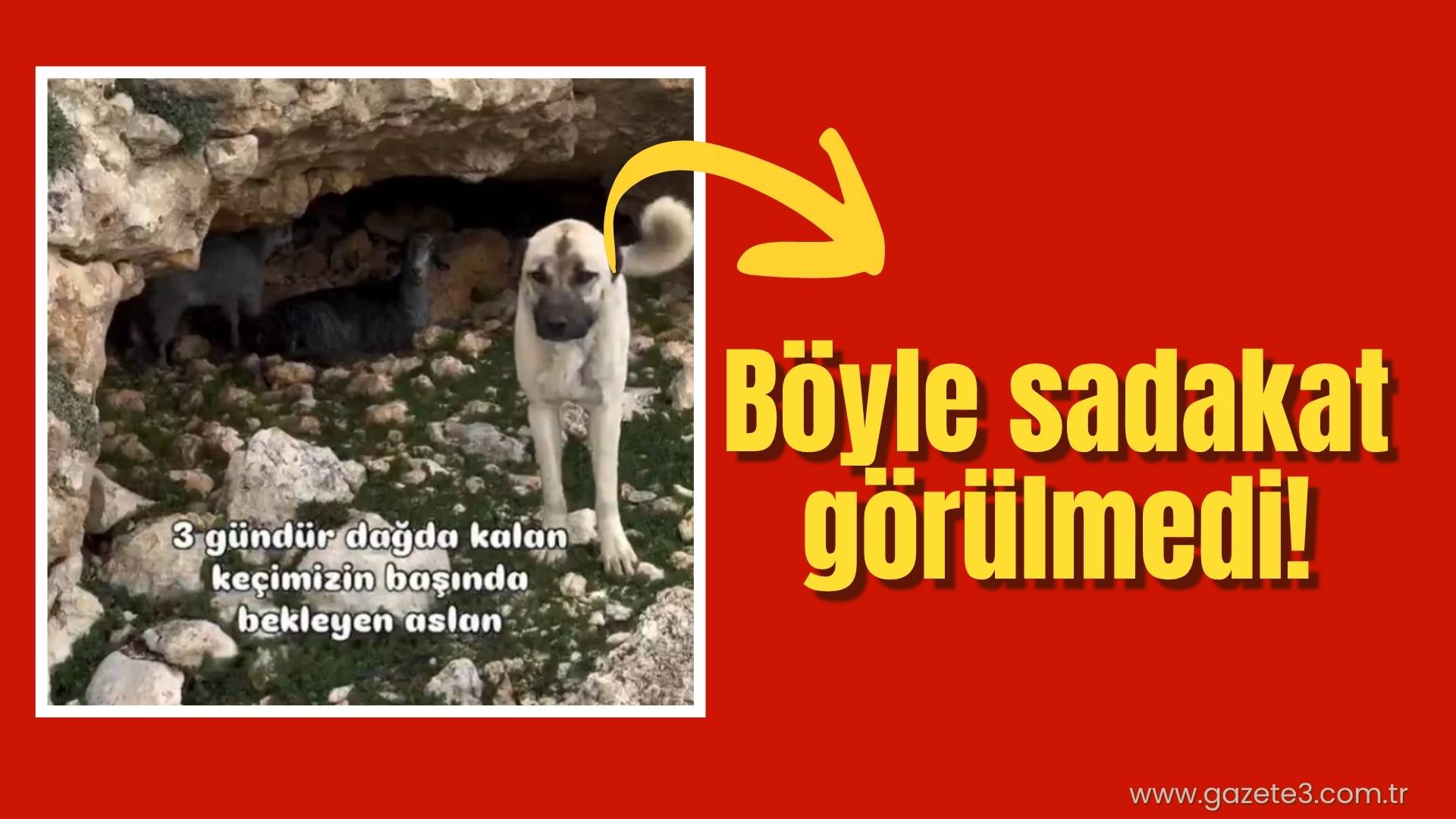 Anadolu insanının en büyük yardımcısı ve koruyucusu olan Kangal köpeğinin