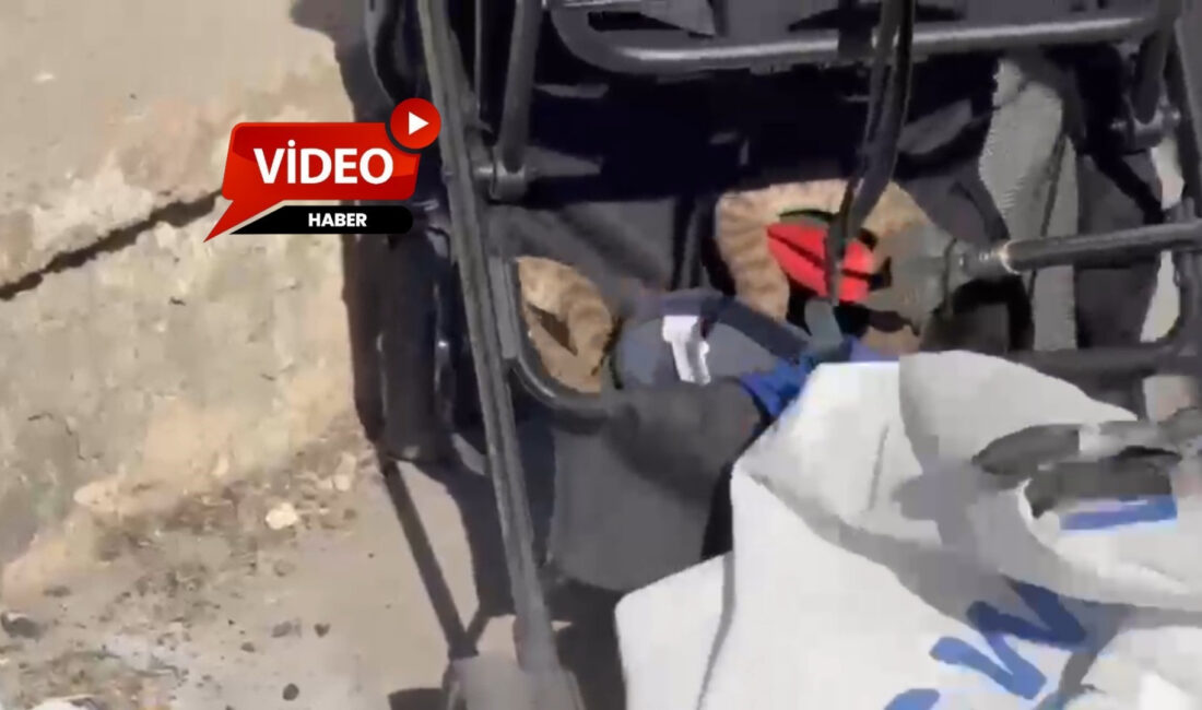 Şanlıurfa'nın Karaköprü ilçesinde bir ağaçtan bebek arabasına düşen yılan, itfaiye
