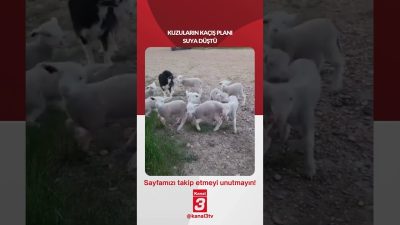 Kanal 3Sal, Haziran 30, 2026 4:00pmURL:Embed:Kuzuların kaçış planı suya düştü!