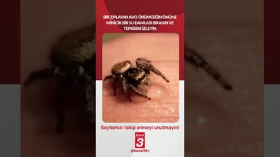 Kanal 3Pts, Haziran 15, 2026 4:00pmURL:Embed:Bir zıplayan avcı örümceğin önüne