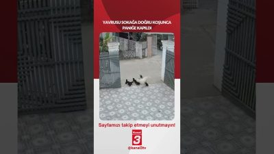 Kanal 3Paz, Haziran 28, 2026 12:00pmURL:Embed:Yavrusu sokağa doğru koşunca, Labrador