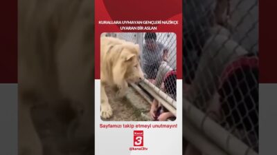 Hayvanat bahçesinde kurallara uymayan gençleri nazikçe uyaran bir aslan… 📶https://kanal3.com.tr/