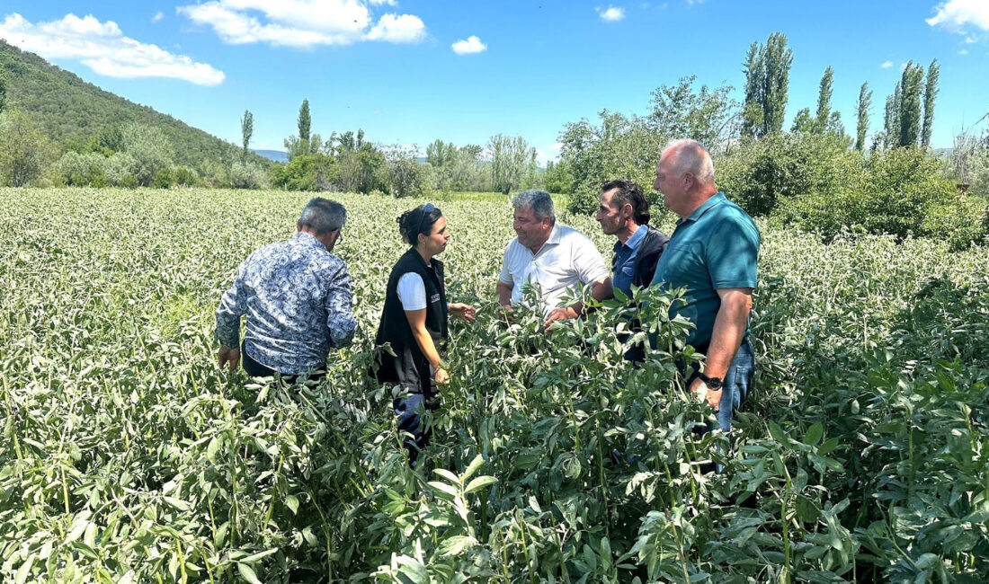 Afyonkarahisar'da geçtiğimiz günlerde etkili olan dolu yağışının tarım arazilerinde oluşturduğu