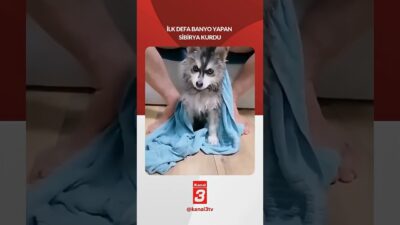İlk defa banyo yapan ”Sibirya Kurdu”… 📶https://kanal3.com.tr/ Sosyal Medya Hesaplarımızı