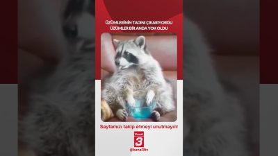 Kanal 3Cts, Haziran 27, 2026 2:00pmURL:Embed:Üzümlerinin tadını çıkarıyordu… üzümler bir