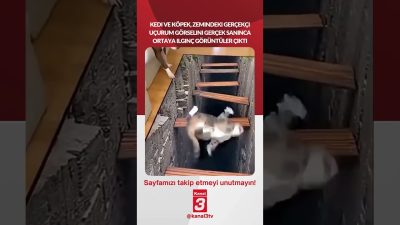 Kedi ve köpek, zemindeki gerçekçi uçurum görselini gerçek sanınca ortaya