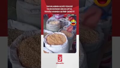 Tavuklarının aldığı yemleri yememesinden bıkan çiftçi, tavuğu yanında getirip denetti..