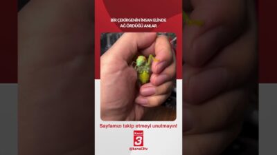 Kanal 3Per, Haziran 25, 2026 12:00pmURL:Embed:Bir çekirgenin insan elinde ağ