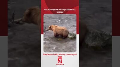 Kanal 3Sal, Haziran 23, 2026 12:00pmURL:Embed:Bacağı kaşınan ayı taş yardımıyla