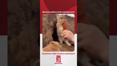 Bir havuç uğruna yavrularından oldu! 📶https://kanal3.com.tr/ Sosyal Medya Hesaplarımızı Takip