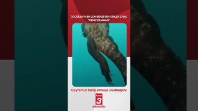 Godzilla’ya en çok benzeyen gerçek canlı “deniz iguanası”! 📶https://kanal3.com.tr/ Sosyal