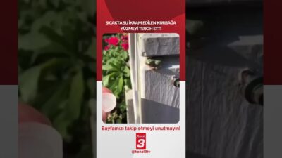 Sıcakta su ikram edilen kurbağa yüzmeyi tercih etti… 📶https://kanal3.com.tr/ Sosyal
