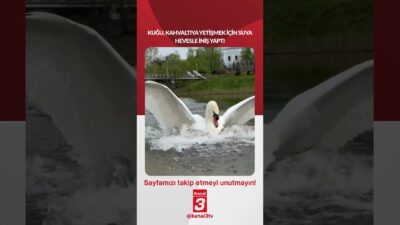 Kanal 3Cts, Haziran 13, 2026 2:00pmURL:Embed:Kuğu, kahvaltıya yetişmek için suya