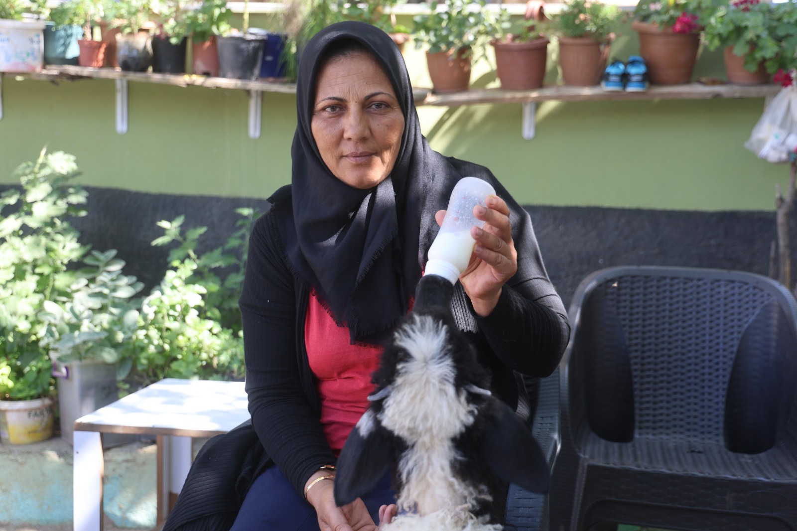 Evladını lösemiden kaybetti, teselliyi peşinden ayrılmayan kuzuda buldu