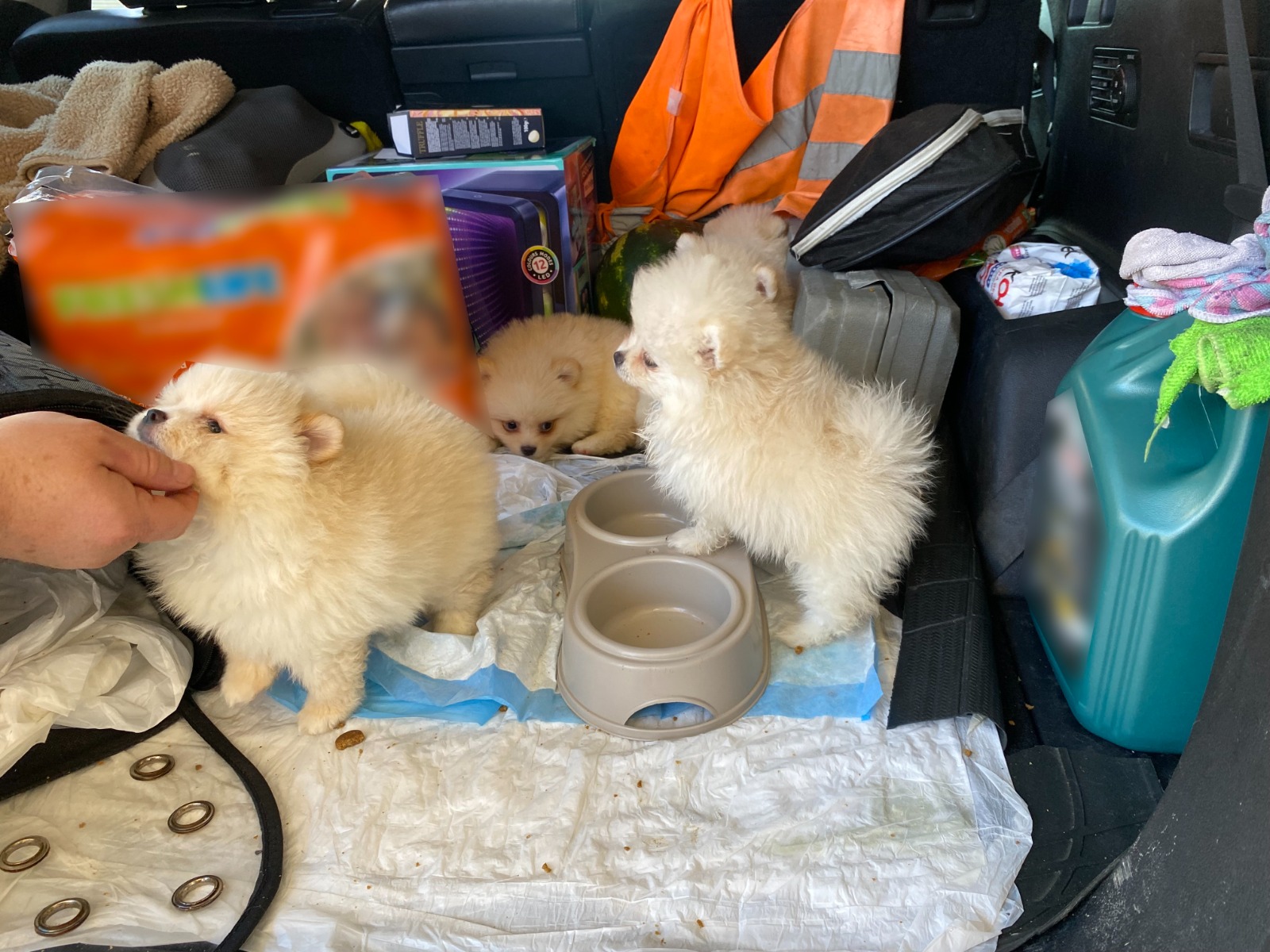 Yavru köpeklere yönelik kaçakçılık girişimine geçit yok