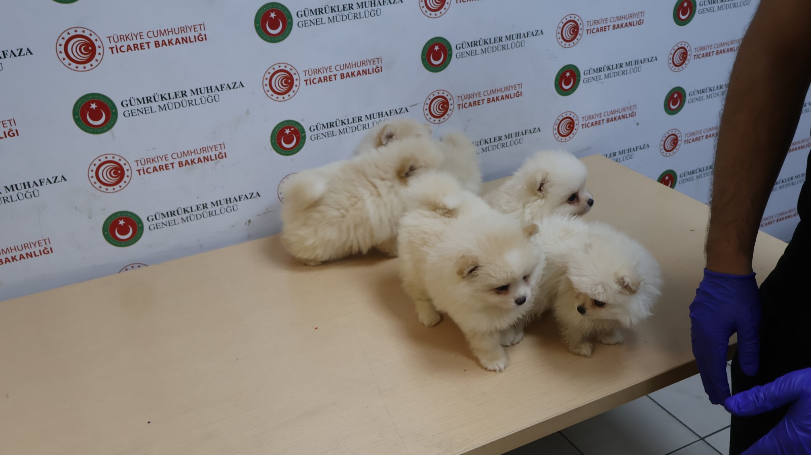 Yavru köpeklere yönelik kaçakçılık girişimine geçit yok