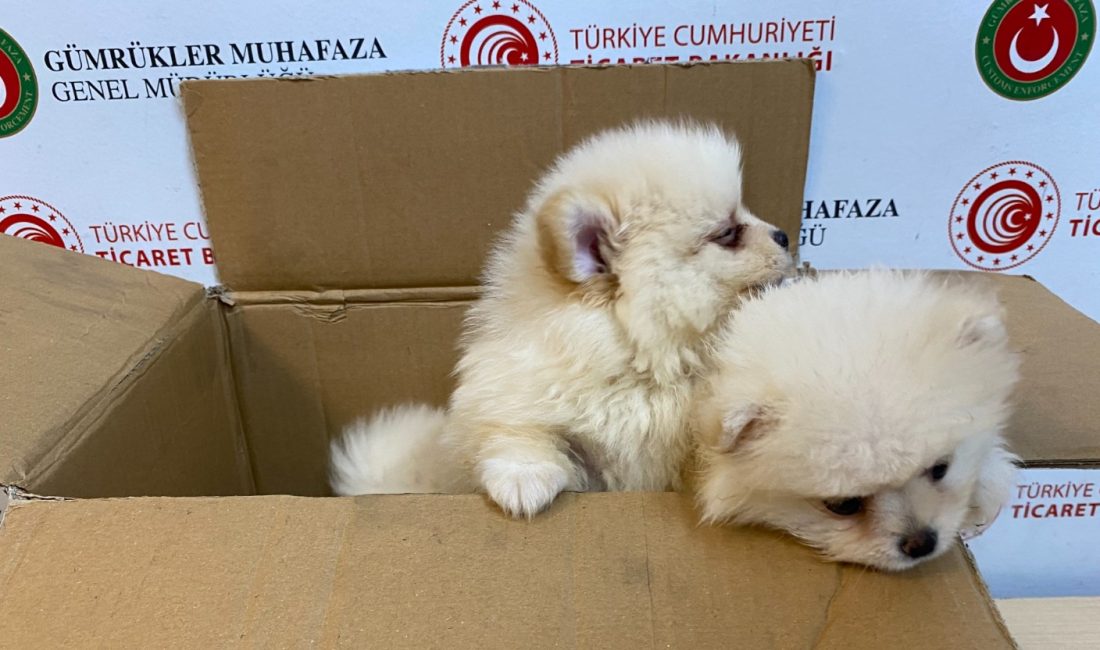 Ticaret Bakanlığı Gümrükler Muhafaza ekipleri, Kapıkule Gümrük Sahası'nda gerçekleştirdikleri aramada,