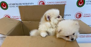 Ticaret Bakanlığı Gümrükler Muhafaza ekipleri, Kapıkule Gümrük Sahası'nda gerçekleştirdikleri aramada,