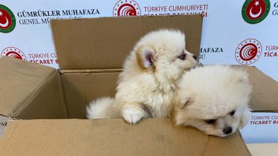Ticaret Bakanlığı Gümrükler Muhafaza ekipleri, Kapıkule Gümrük Sahası'nda gerçekleştirdikleri aramada,