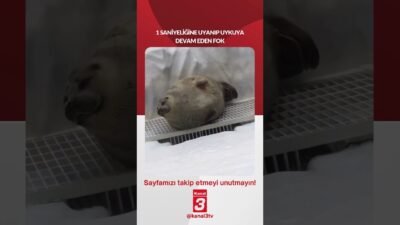 Bir saniyeliğine uyanıp uykuya devam eden fok… 📶https://kanal3.com.tr/ Sosyal Medya