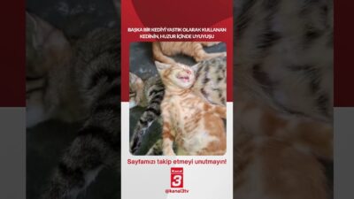 Başka bir kediyi yastık olarak kullanan kedinin, huzur içinde uyuyuşu…