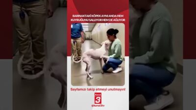 Barınaktaki köpek aynı anda hem kuyruğunu sallıyor hem de ağlıyor…
