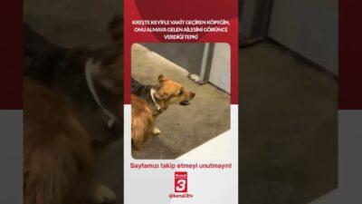 Kanal 3Pts, Haziran 15, 2026 10:00amURL:Embed:Kreşte keyifle vakit geçiren köpeğin,