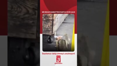 Bir sincap, marketten paketle ceviz çaldı… 📶https://kanal3.com.tr/ Sosyal Medya Hesaplarımızı
