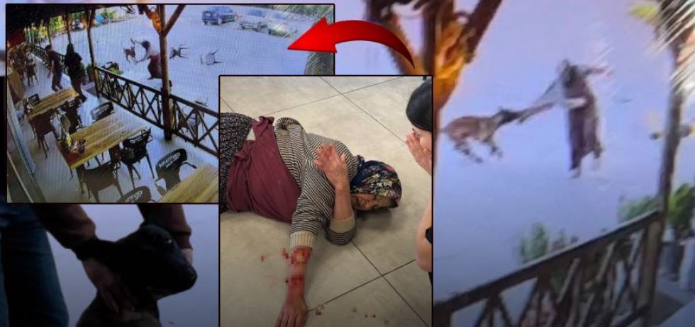 Afyonkarahisar'da kızıyla birlikte dinlenme tesisine gelen kadına saldıran köpek, kadının