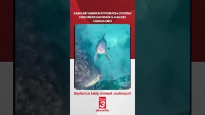 Kanal 3Per, Haziran 4, 2026 10:00amURL:Embed:Başka bir yunusun fotoğrafını çektiğini