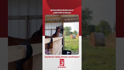 Sıcaklardan bunalan at çareyi böyle buldu! 📶https://kanal3.com.tr/ Sosyal Medya Hesaplarımızı