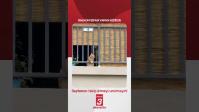 Kanal 3Cts, Haziran 20, 2026 8:00amURL:Embed:Balkon sefası yapan kediler… 📶https://kanal3.com.tr/