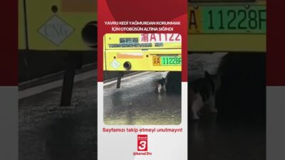 Yavru kedi yağmurdan korunmak için otobüsün altına sığındı… 📶https://kanal3.com.tr/ Sosyal