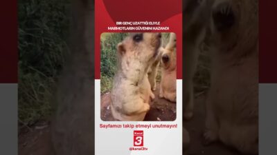 Bir genç uzattığı eliyle marmotların güvenini kazandı… 📶https://kanal3.com.tr/ Sosyal Medya