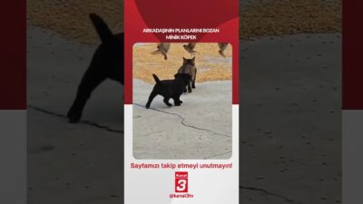 Arkadaşının planlarını bozan minik köpek… 📶https://kanal3.com.tr/ Sosyal Medya Hesaplarımızı Takip