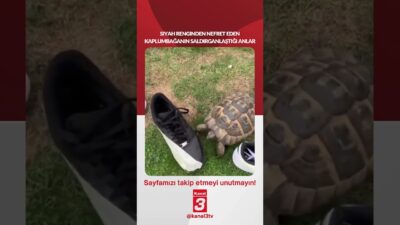 Siyah renginden nefret eden kaplumbağanın saldırganlaştığı anlar… 📶https://kanal3.com.tr/ Sosyal Medya