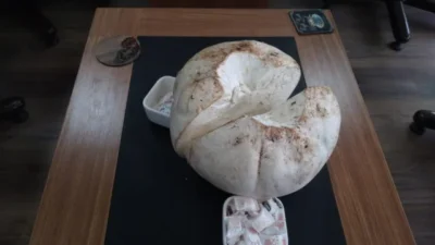Erzincan'ın Tercan ilçesinde mantar toplamak için araziye çıkan bir vatandaş,