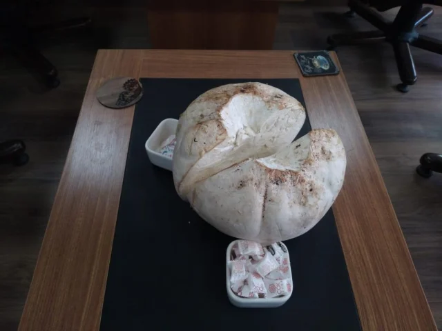 Erzincan'ın Tercan ilçesinde mantar toplamak için araziye çıkan bir vatandaş,
