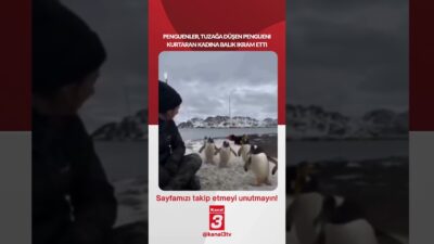 Penguenler, tuzağa düşen pengueni kurtaran kadına balık ikram etti… 📶https://kanal3.com.tr/