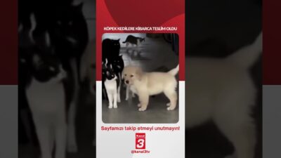 Kanal 3Pts, Haziran 15, 2026 8:00amURL:Embed:Köpek kedilere kibarca teslim oldu…