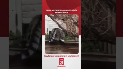 Kanal 3Cts, Haziran 13, 2026 10:00amURL:Embed:Yavruları için sosis çalan kedi