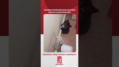 Kanal 3Cum, Haziran 12, 2026 4:00pmURL:Embed:Kalorifer peteği borusunda patilerini ısıtmaya