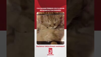 Kanal 3Per, Haziran 25, 2026 8:00amURL:Embed:Cam masanın üzerinde uykuya dalmış