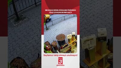 Kanal 3Paz, Haziran 7, 2026 2:00pmURL:Embed:Bir sokak kedisi, dükkanın önündeki