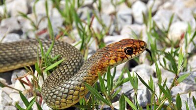 Bolu’da bir vatandaşın yaklaşarak rahatsız ettiği sarı yılan, agresif tavırlarıyla