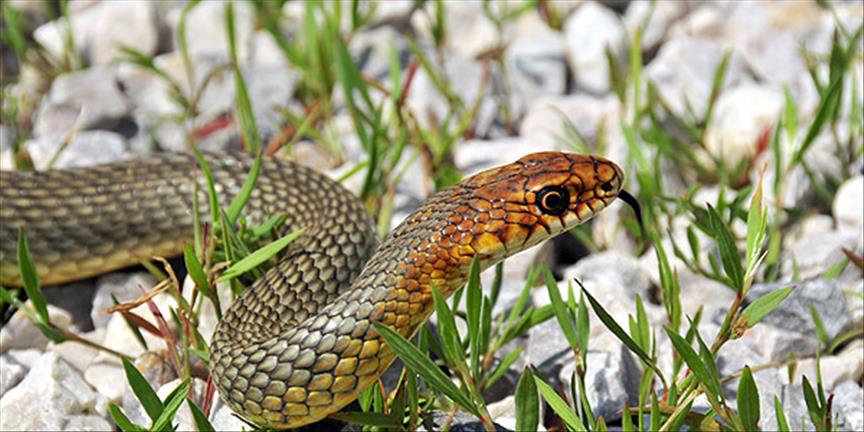 Bolu’da bir vatandaşın yaklaşarak rahatsız ettiği sarı yılan, agresif tavırlarıyla