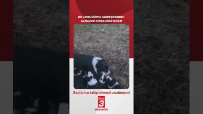 Bir yavru köpek, kardeşlerinden ayrılarak yanlış anneyi seçti! +📶https://kanal3.com.tr/ Sosyal