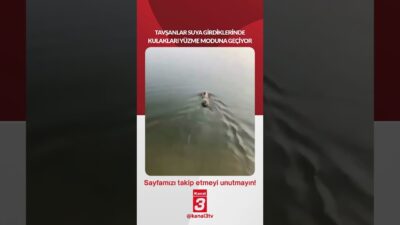 Kanal 3Cum, Haziran 19, 2026 6:30amURL:Embed:Tavşanlar suya girdiklerinde kulakları yüzme