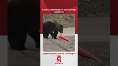 Alaskalı ayı, devrilmiş yol kenarı konisini düzeltiyor… 📶https://kanal3.com.tr/ Sosyal Medya