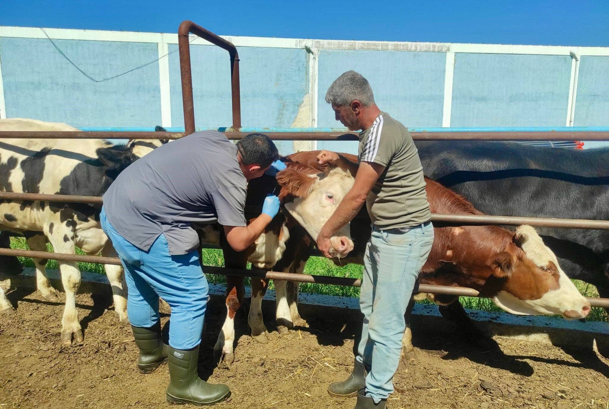 Afyonkarahisar’da hayvan hastalıklarının kontrol altına alınması, güvenilir gıda arzının sürdürülebilirliğinin